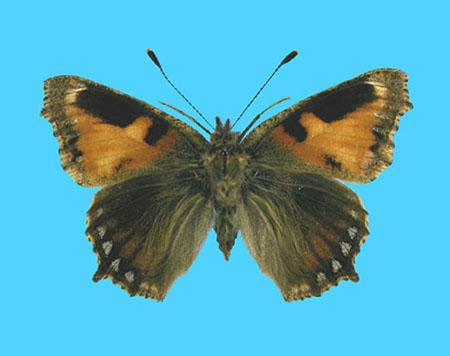 Aglias urticae ab. semiichnusoides 9-11-1907 Bexley, UK (Internet Image property of respective owner, non-commercial use only)